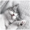 Kitty-ket 24
