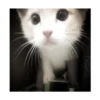 Kitty-ket 25