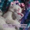 hello kitty 25