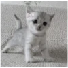 Kitty-ket 27