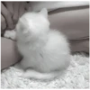 Kitty-ket 28