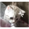 Kitty-ket 29