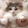 БYдни КомарY 6