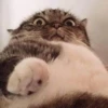 KittyCats 6