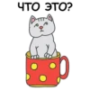 Its my CatsDay 6