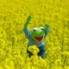 kermit the frog meme 6