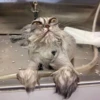 KittyCats 7