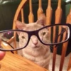 KittyCats 9