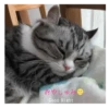 やしゅみ Good Night