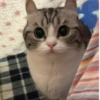 БYдни КомарY 8