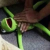 Kermit the frog 10