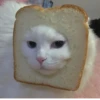 KittyCats 10