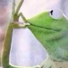 kermit the frog meme 11