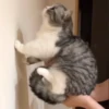 БYдни КомарY 10