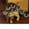 KittyCats 11