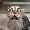 KittyCats 13