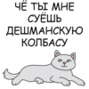 Its my CatsDay 15