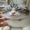 БYдни КомарY 16