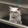 KittyCats 16