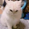 KittyCats 17