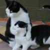 KittyCats 18