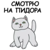 Its my CatsDay 19