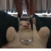 KittyCats 19