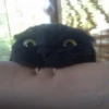 KittyCats 20