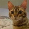 KittyCats 21