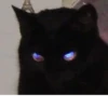 KittyCats 22