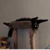 KittyCats 23