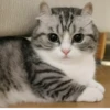 БYдни КомарY 23