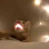 KittyCats 26