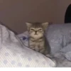 KittyCats 27