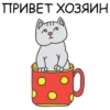 Its my CatsDay 24