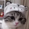 БYдни КомарY 29