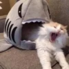 KittyCats 28
