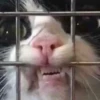 KittyCats 29