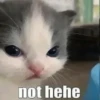 Hehe? 5