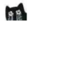 Little Black Cat 8