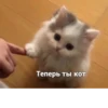 💕 Стики тYт: 8