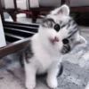 ❲💗❳cute kitties by @hlwoodstickers :: 14