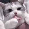 ❲💗❳cute kitties by @hlwoodstickers :: 15