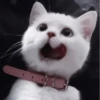 ❲💗❳cute kitties by @hlwoodstickers :: 16