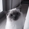 ❲💗❳cute kitties by @hlwoodstickers :: 17