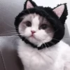 ❲💗❳cute kitties by @hlwoodstickers :: 18
