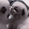❲💗❳cute kitties by @hlwoodstickers :: 19