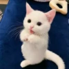 Kittens🐾Clau 18