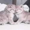 ❲💗❳cute kitties by @hlwoodstickers :: 20