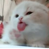 Kittens🐾Clau 21